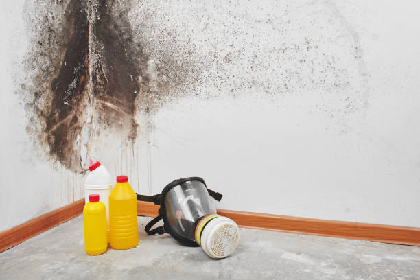 Best Office Mold Removal Services  in Diboll, TX