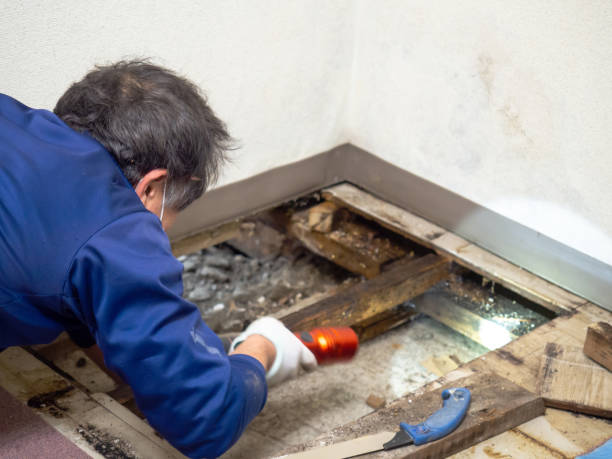 Best Mold Removal Specialists  in Diboll, TX