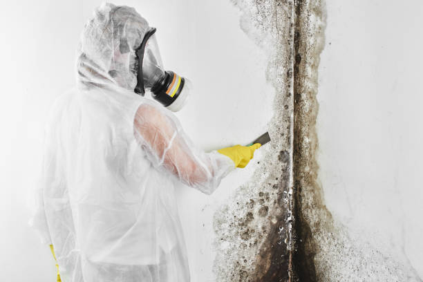 Best Mold Damage Repair  in Diboll, TX