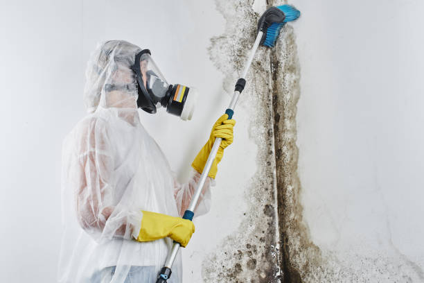 Best Same-Day Mold Removal  in Diboll, TX