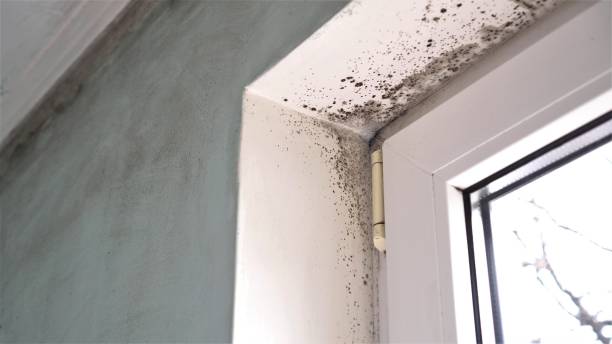 Best Mold Testing and Removal  in Diboll, TX