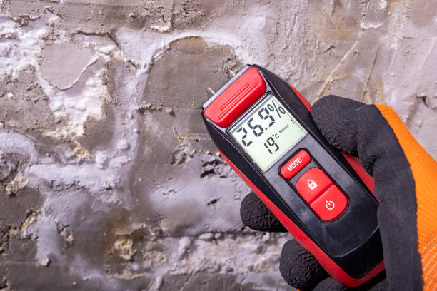 Best Mold Remediation Experts  in Diboll, TX