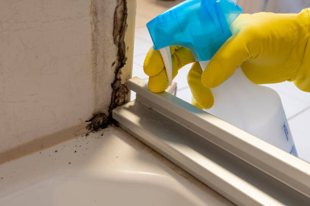 Best Mold Cleaning Services  in Diboll, TX