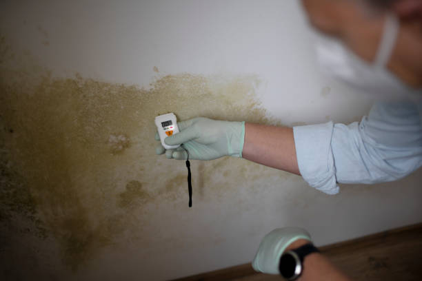 Best Mold Testing and Removal  in Diboll, TX