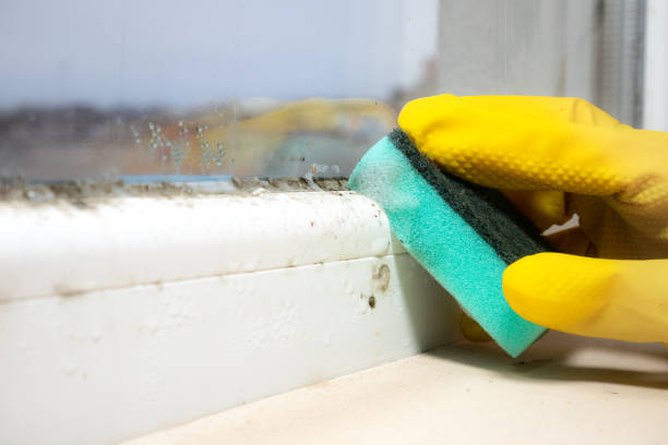 Best Same-Day Mold Removal  in Diboll, TX