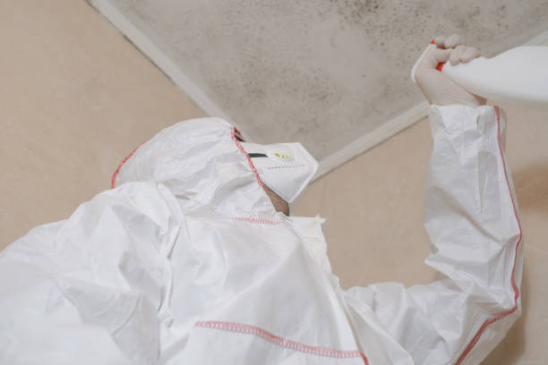 Best Mold Cleaning Services  in Diboll, TX