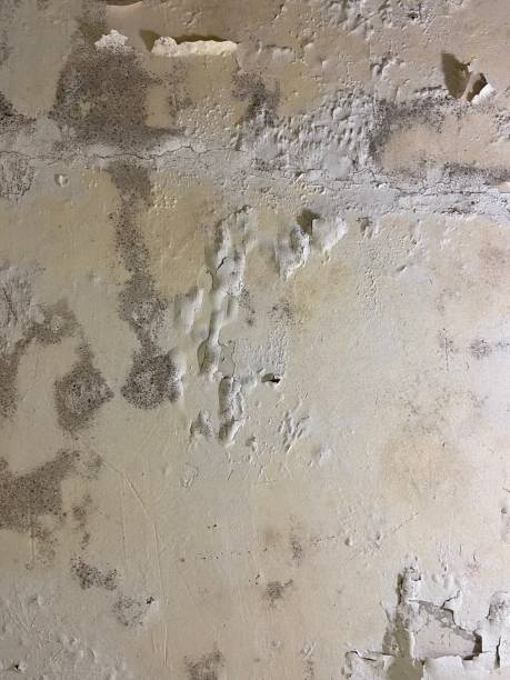 Best Mold Testing  in Diboll, TX