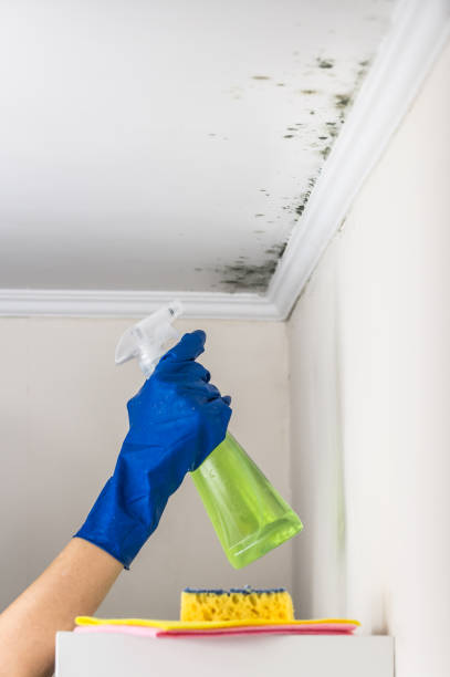 Best Certified Mold Removal  in Diboll, TX