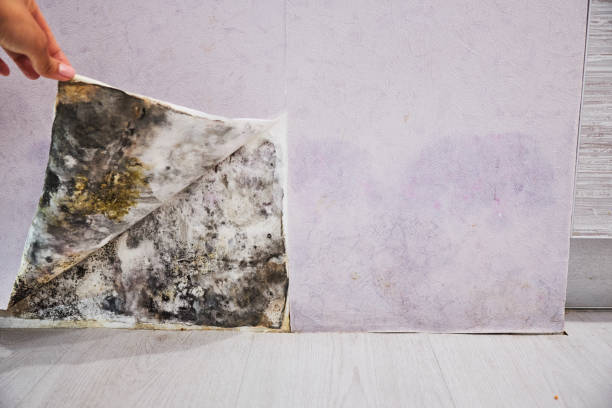 Best Attic Mold Removal  in Diboll, TX